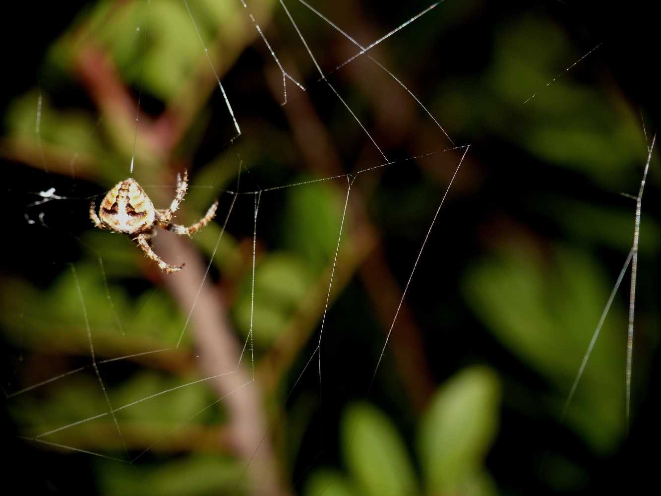 Neoscona subfusca zoppa = tela sbagliata - S. Teresa G. (OT)